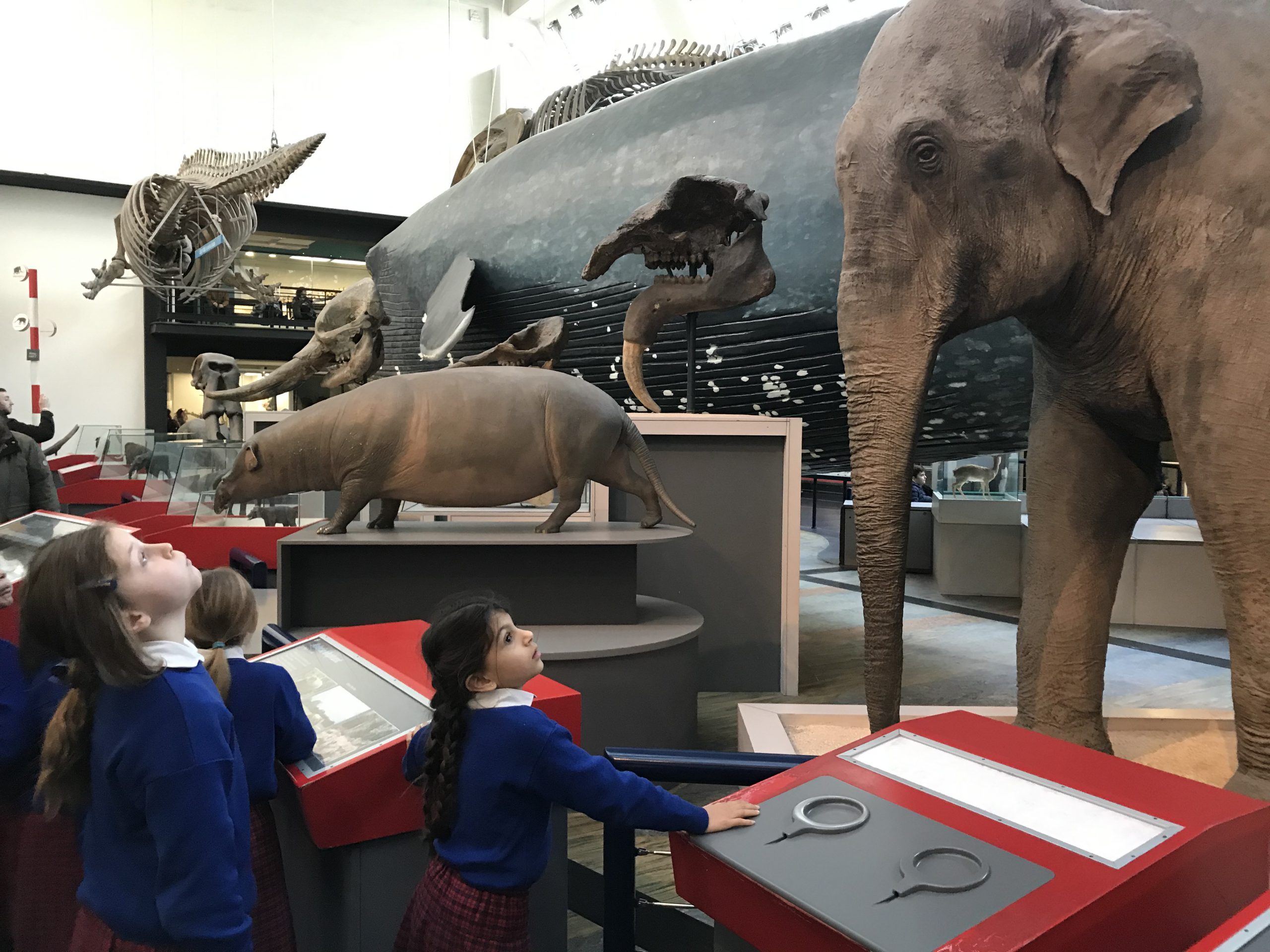 Natural History Museum – Kensington Prep School