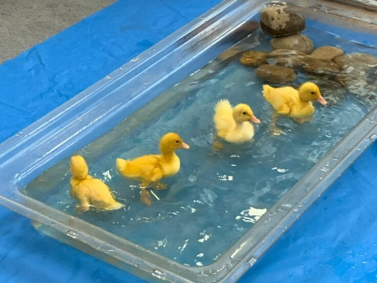 Four ducklings swimming.