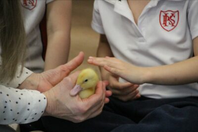 Ducklings for Reception